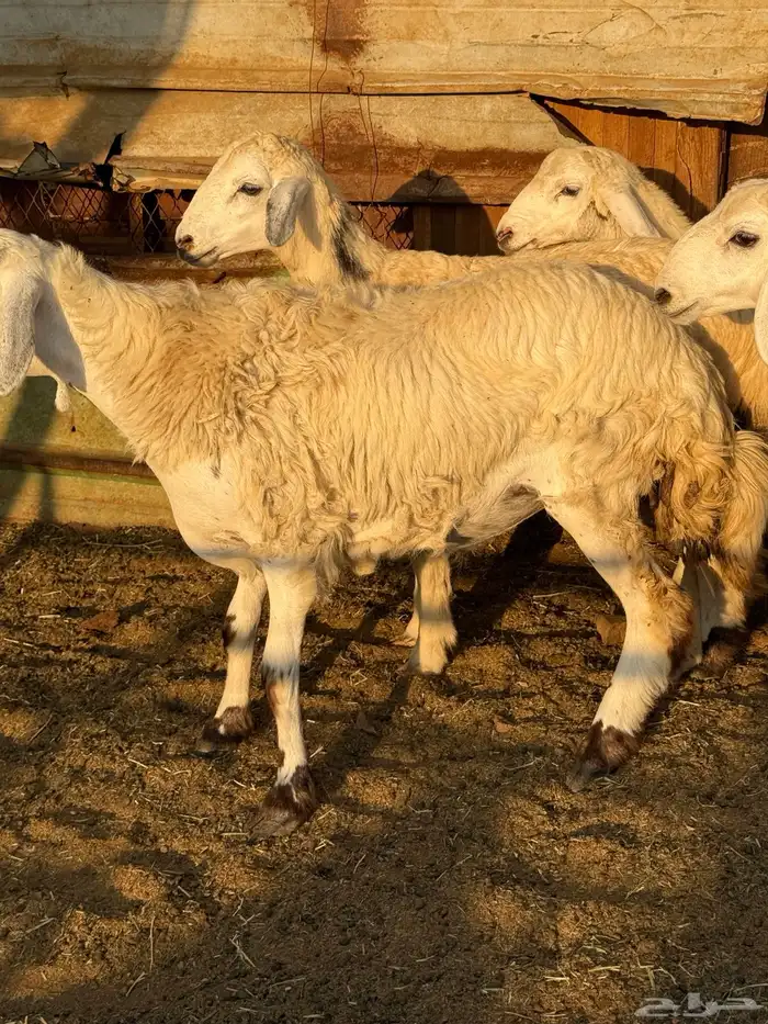 اللي عنده مناسبة ويبي طليان تجمله تربية شايب مراح يدخل 2