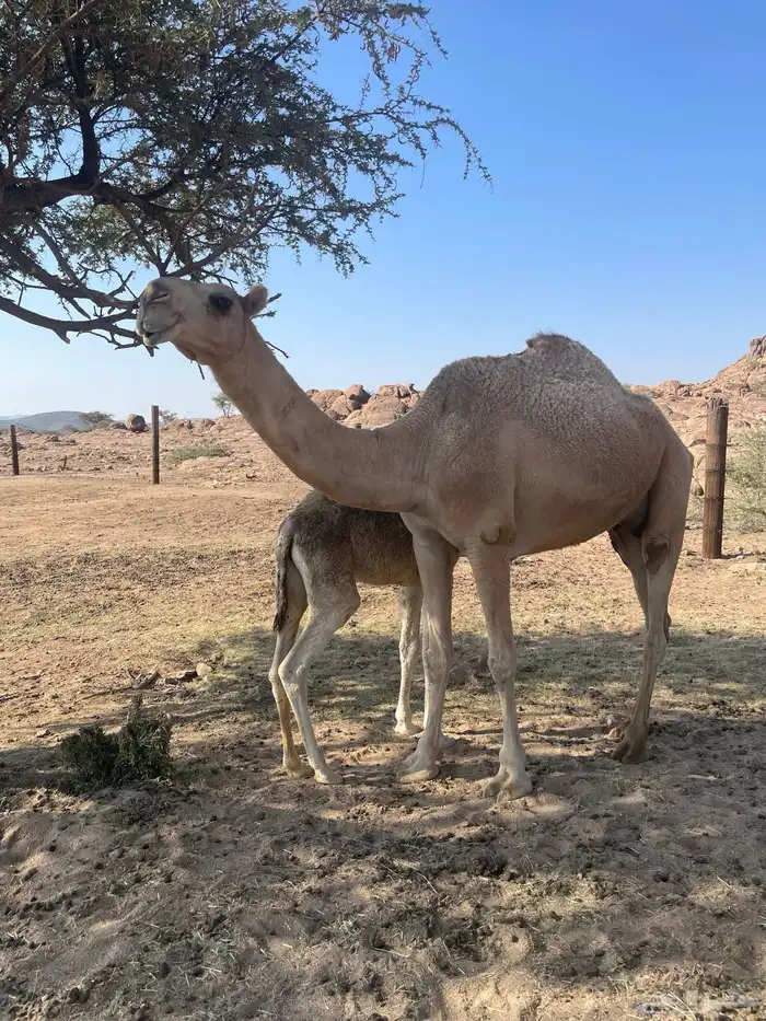 خلفه حمراء شماليه بكر ثنيه 6