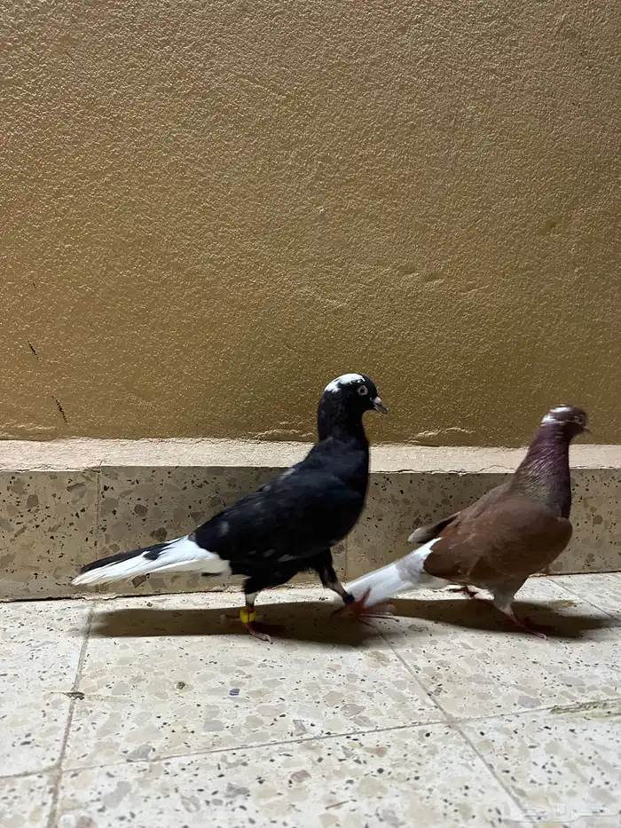 حمام قطيفي 0