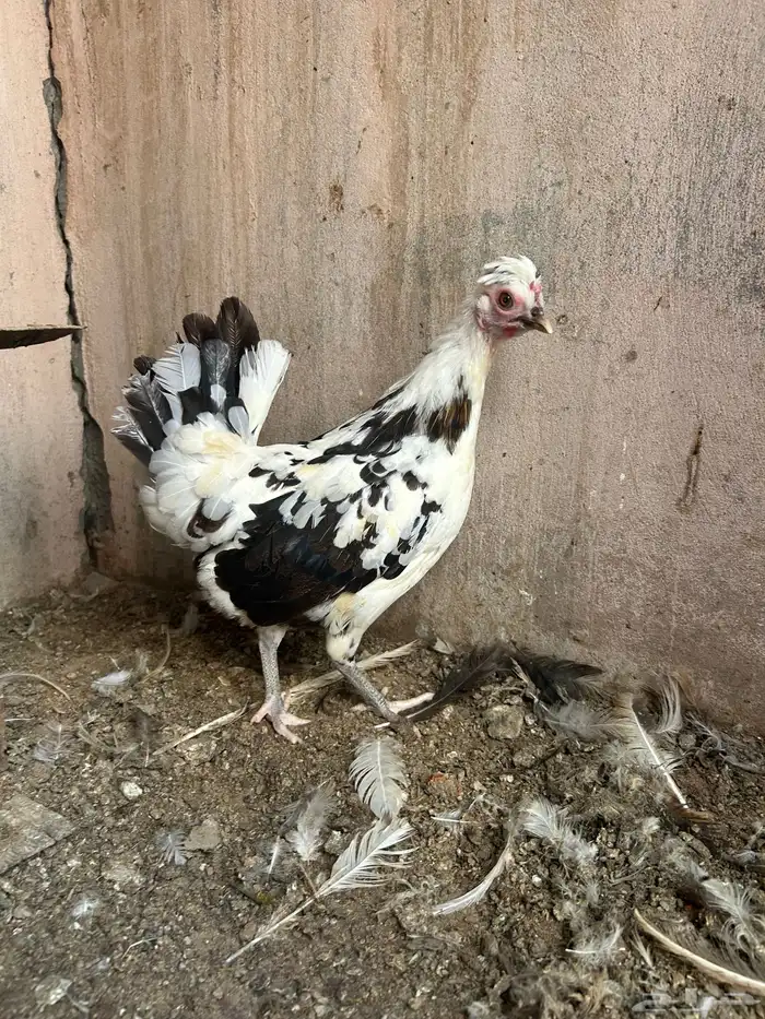 دجاج حباحب نصايف 2