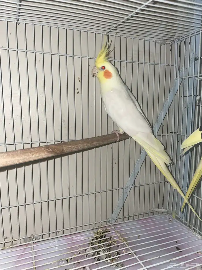 أنثى كروان لاتينو 0