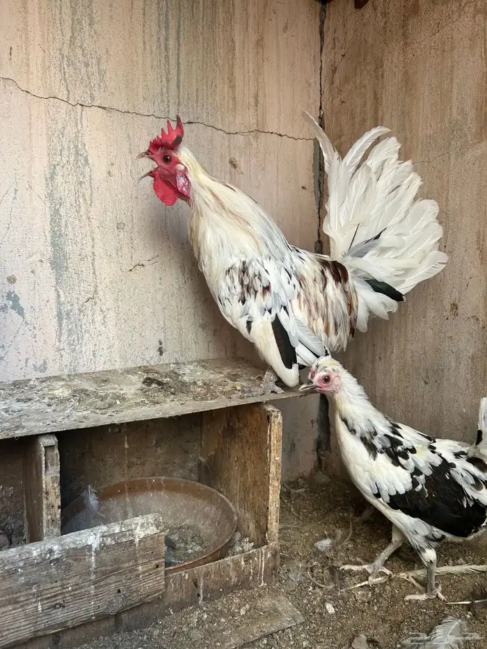 دجاج حباحب نصايف 6