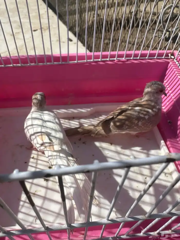 كناري ويمام ماسي برق 6