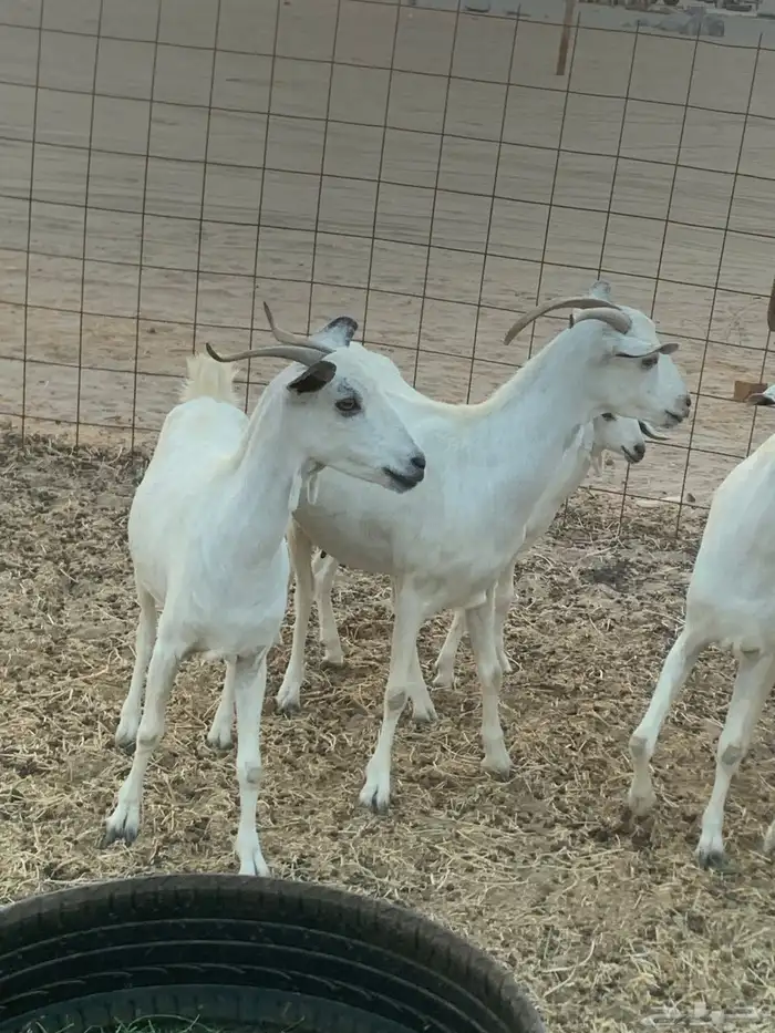 للبيع معزا بيشيات دفيع 0