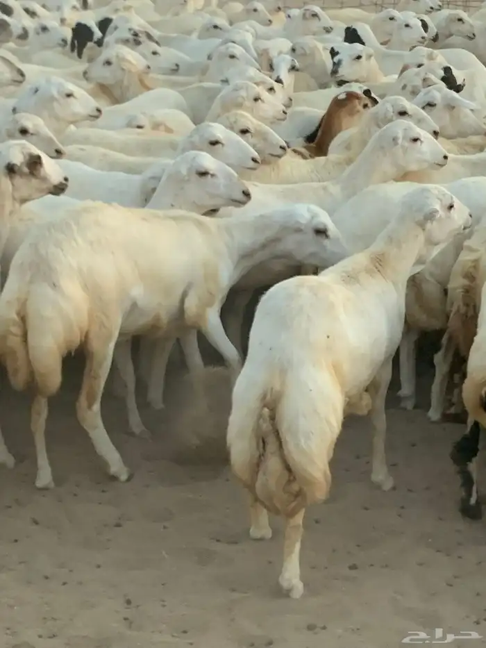 للبيع رخال دفيع منوة المقني 4