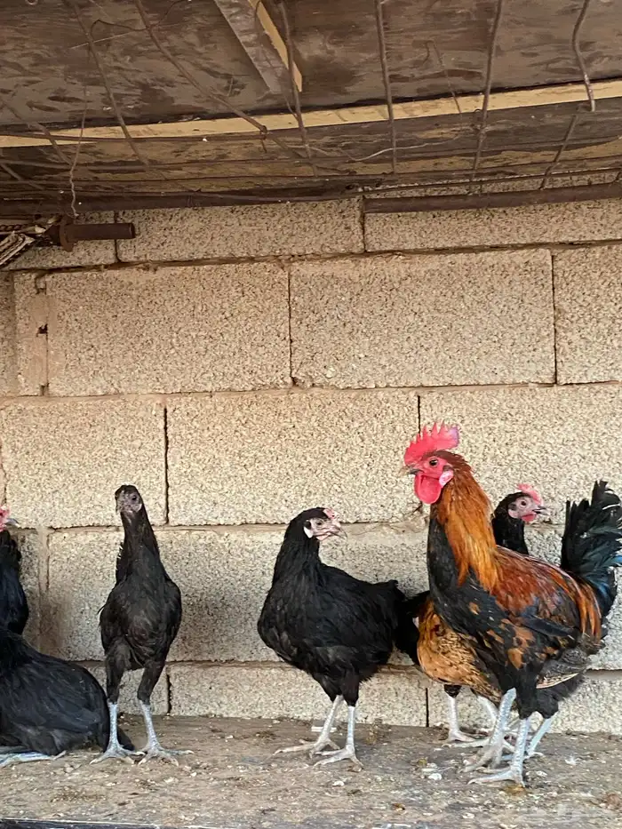 دجاج بلدي فاخر 12