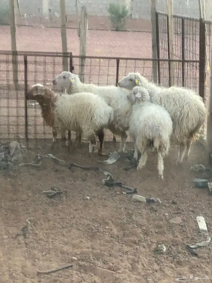 اغنام جورجيه 2