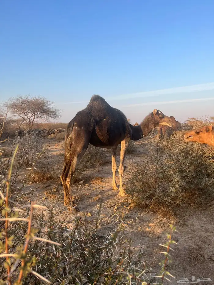 ناقه معشر عشار 8