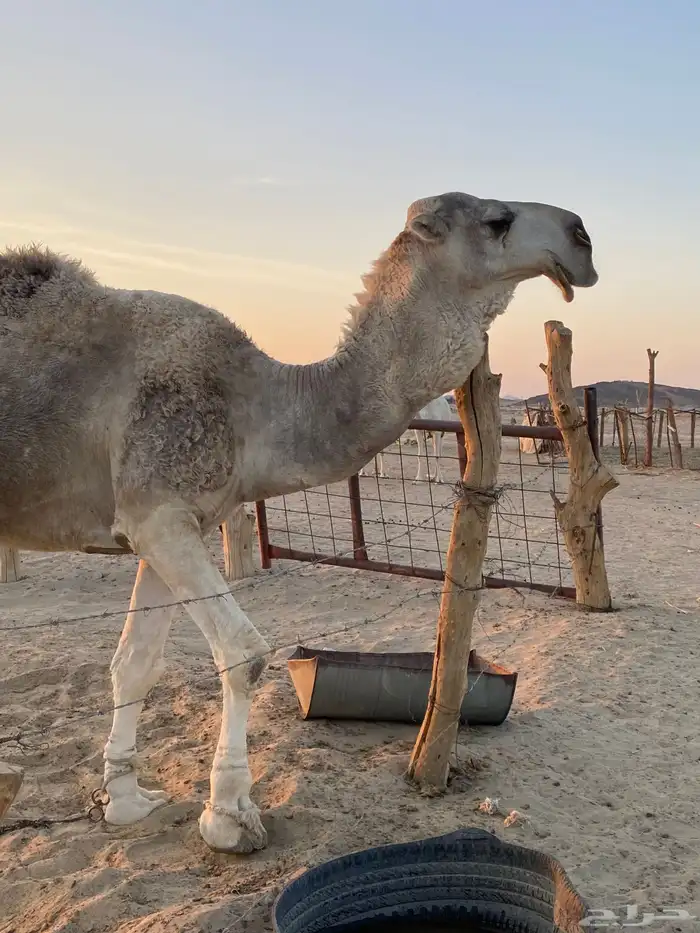 ماشاءالله تبارك الله وافلح من ذكر الله بعير منتج على كساب 4