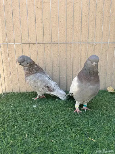 جوز لونق كلين index