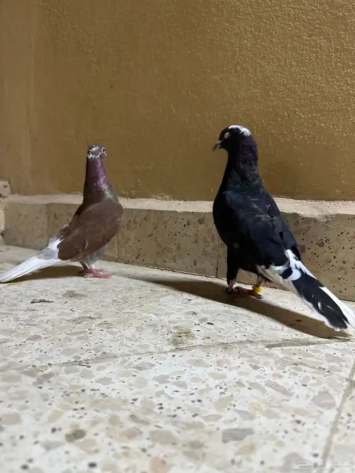 حمام قطيفي 2