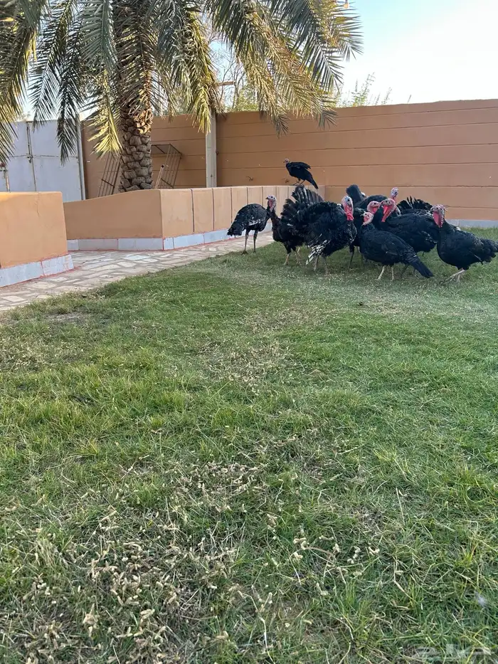 دجاج رومي أسود 2