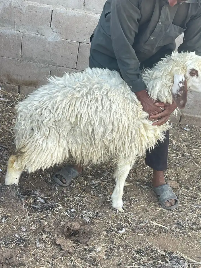 رخال نعيمي للبيع(تم البيع ) 5