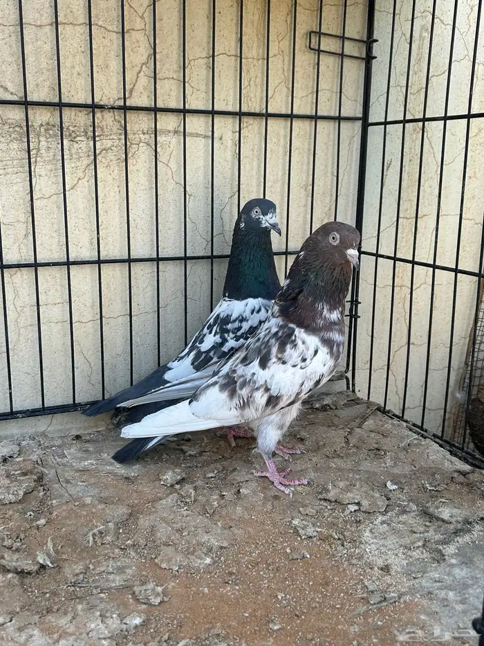 حمام باكستاني تم البيع 7