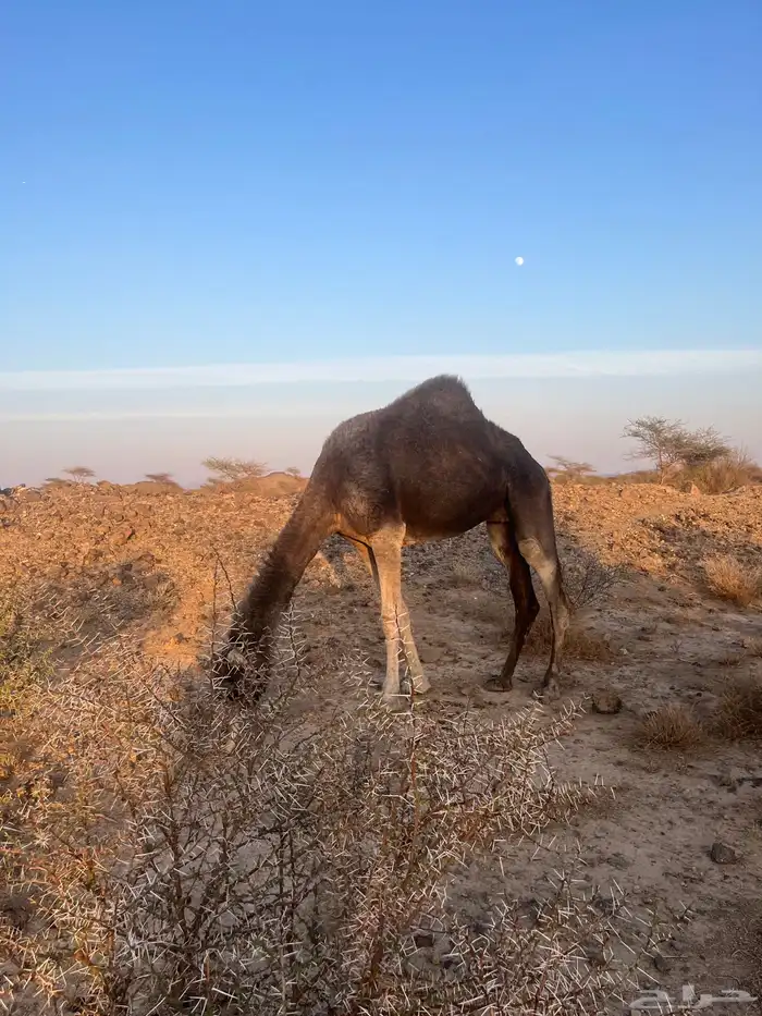 ناقه معشر عشار 4