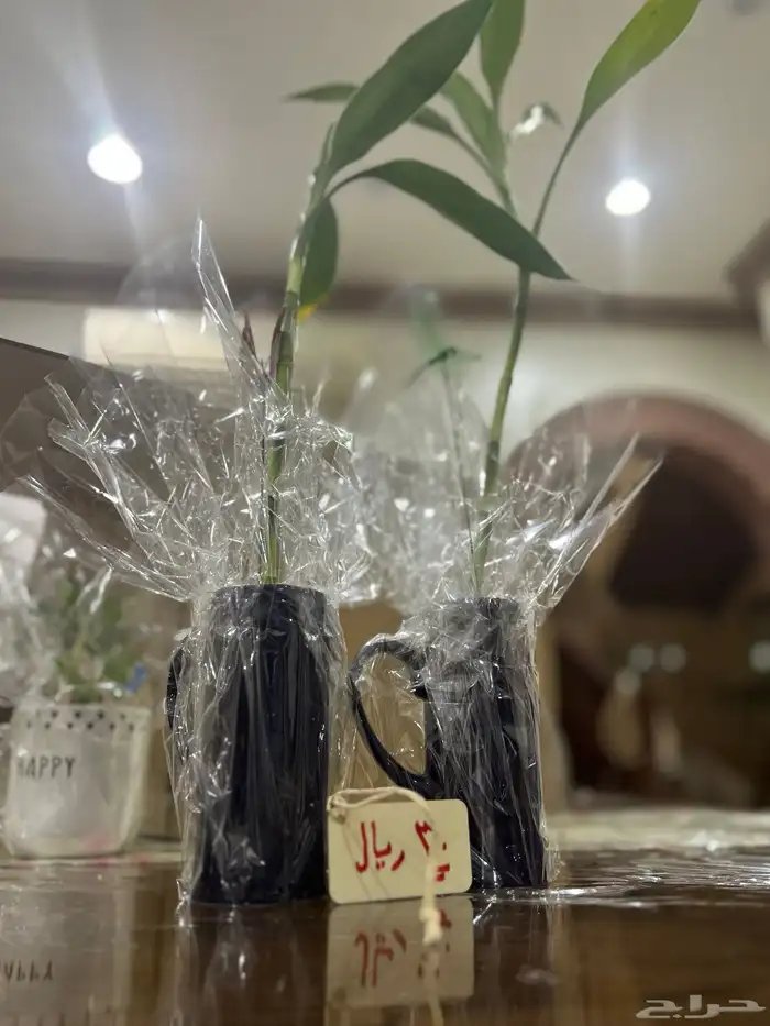 كوب نبتة البابو 1