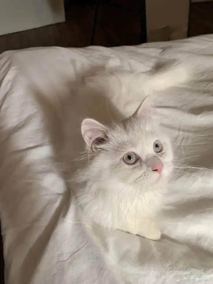 قط هملايا ذكر العمر 4 شهور 1