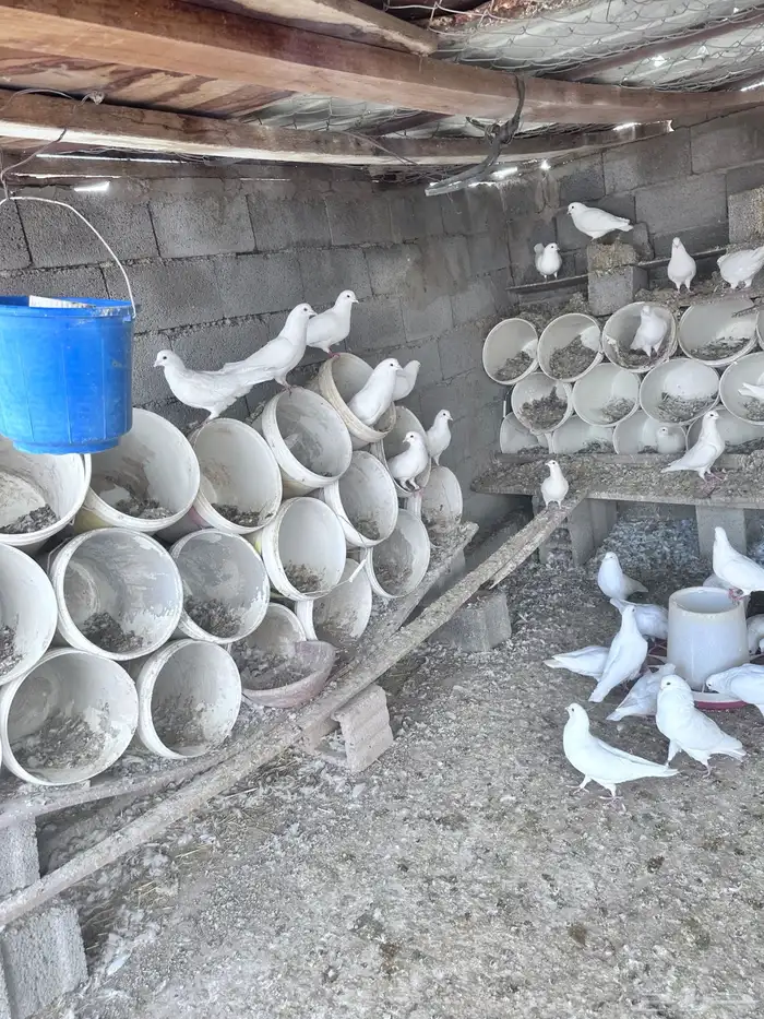 حمام فرنسي 0