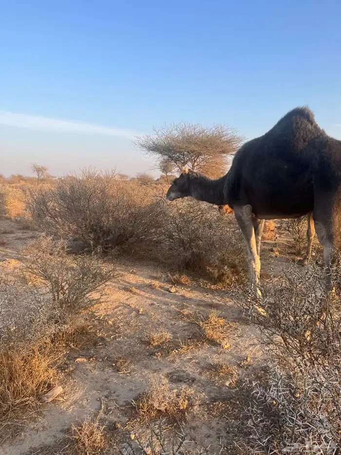 ناقه معشر عشار 9