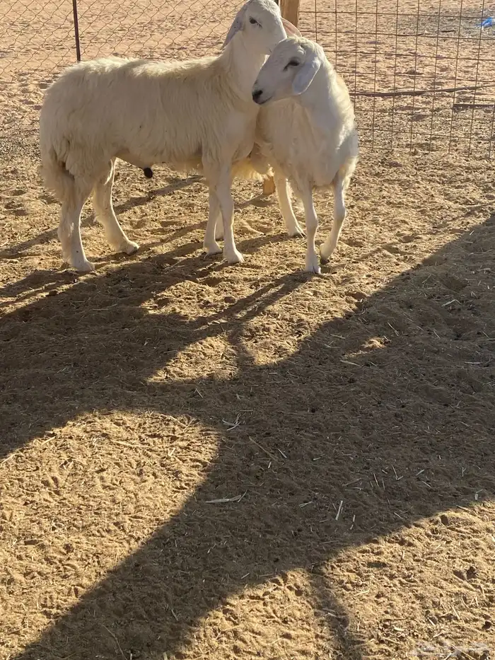 خرفان حري مغلقات شحم 0