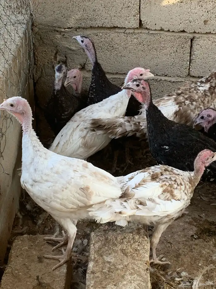 للبيع صوص رومي 5