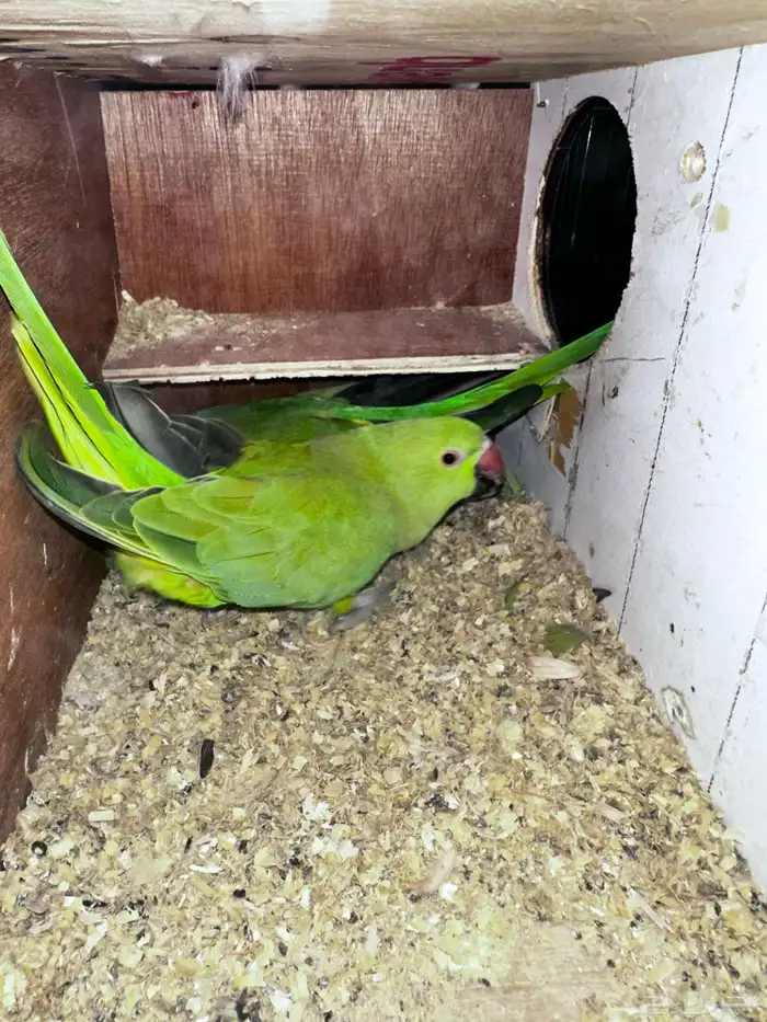 جوز دره هندي منتجه 0