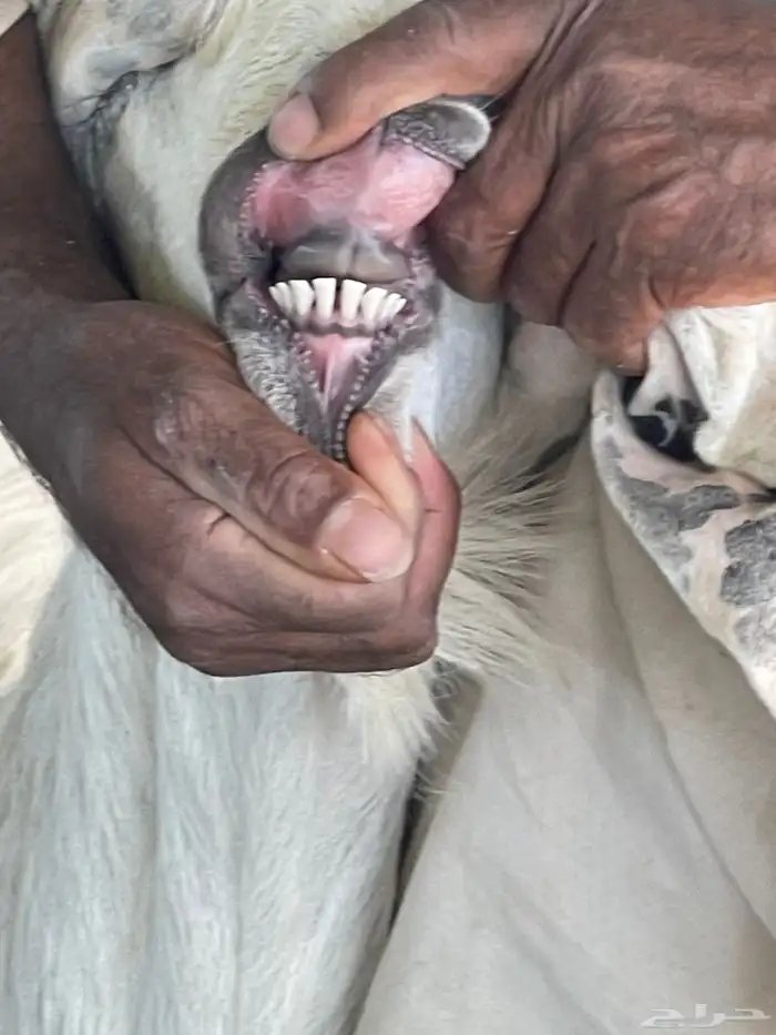 تيس فحل مشروك 0