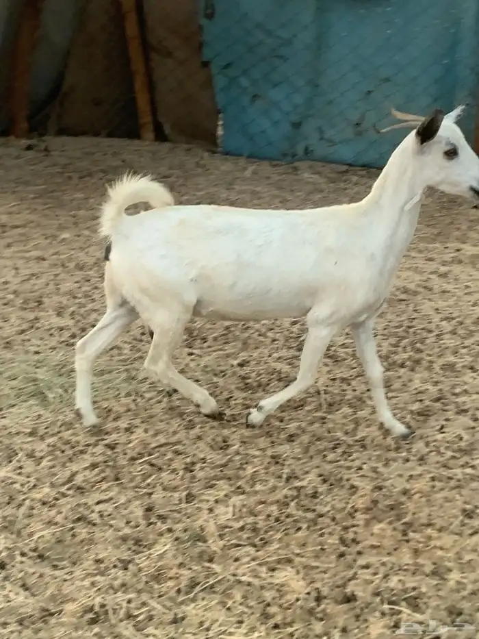 للبيع معزا بيشيات دفيع 2