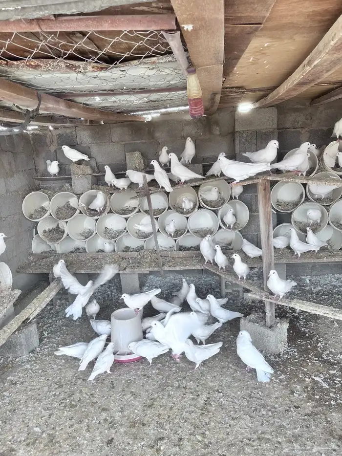 حمام فرنسي 1