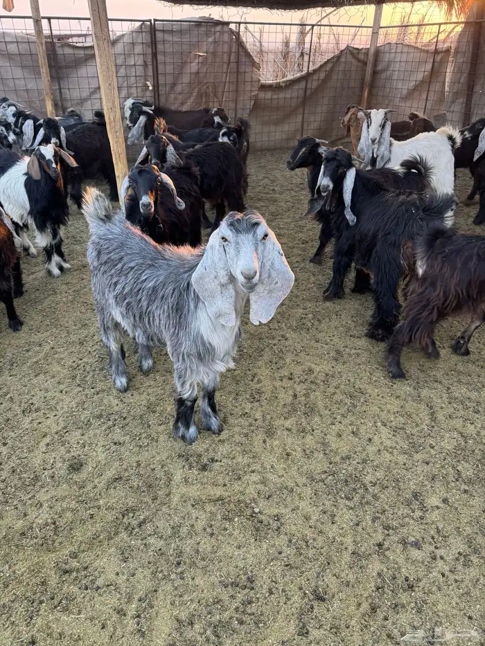 تيوس وجفار للبيع 9