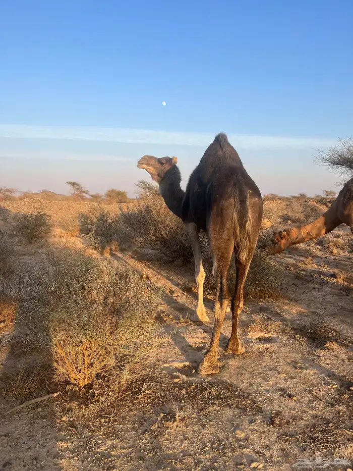 ناقه معشر عشار 7