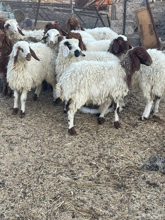 رخال نعيمي للبيع(تم البيع ) 6