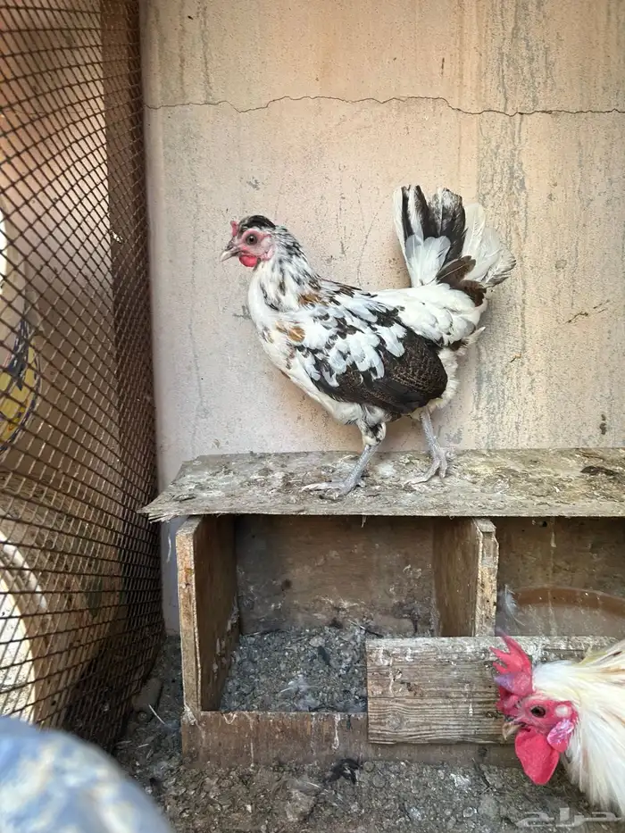 دجاج حباحب نصايف 8