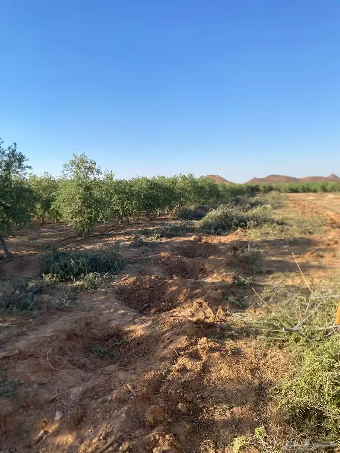 شجر زيتون من المزرعة مباشرة 3