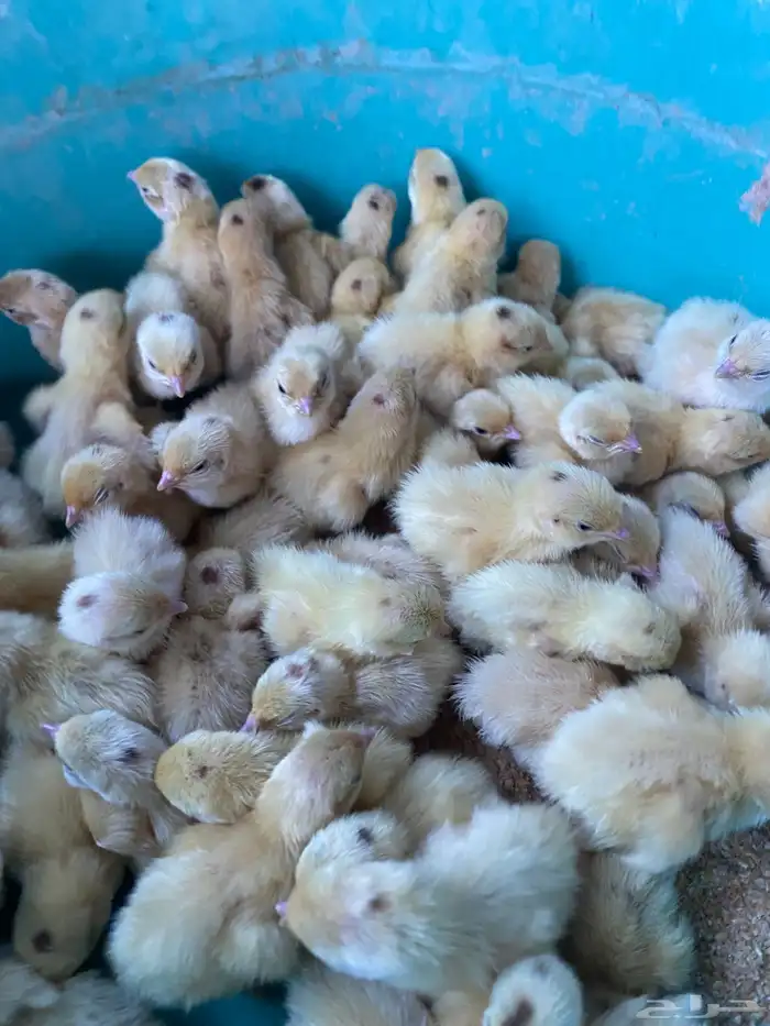 بيض سمان تكساس 0