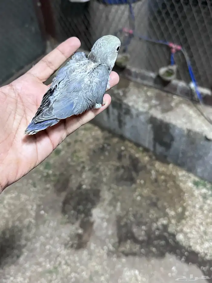 فروخ روز نهايه غر للبيع اليفه جدا 2