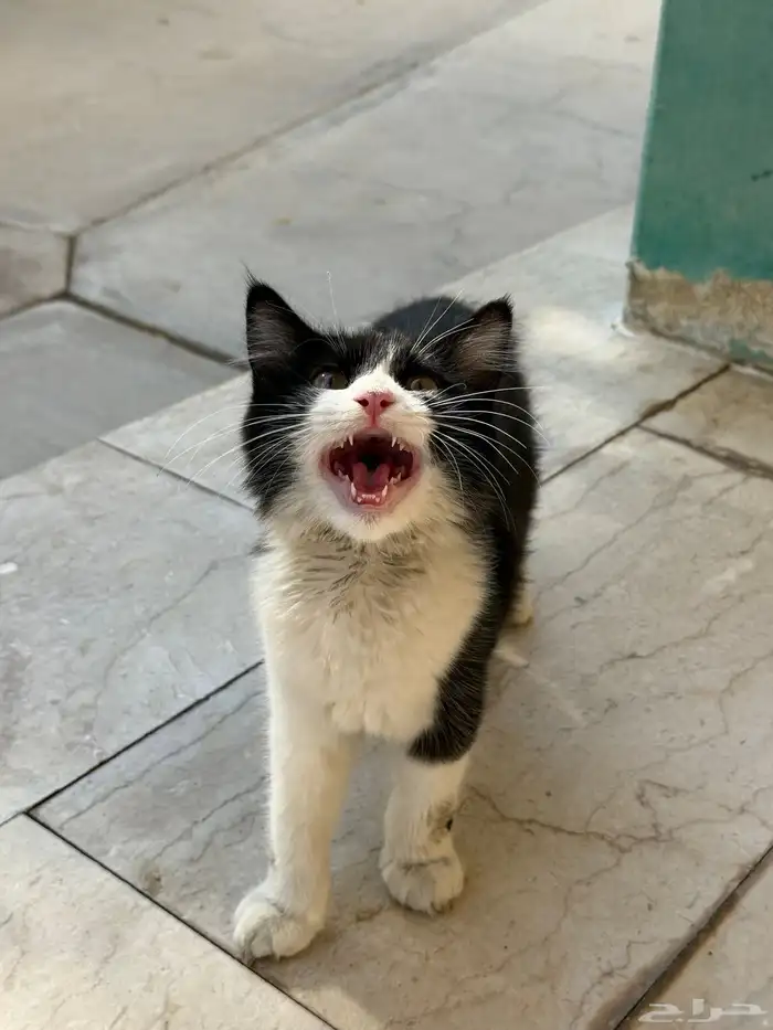 قط ضائع للتبني 1