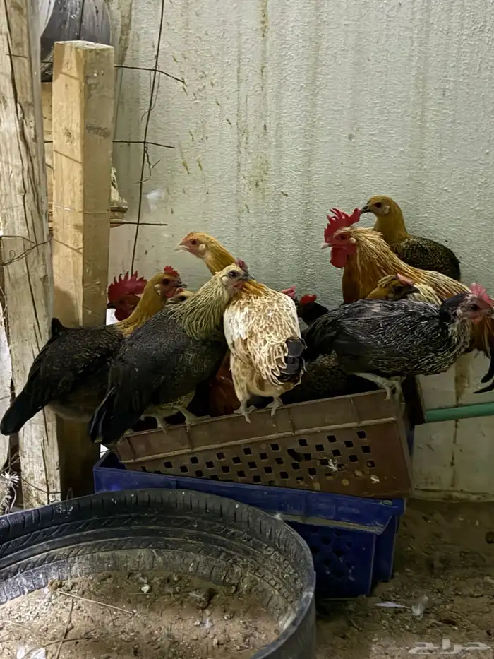 للبيع دجاج بياض 4