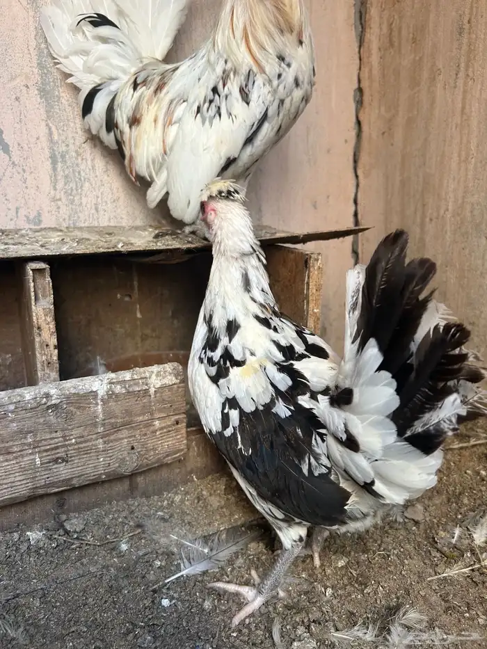 دجاج حباحب نصايف 7