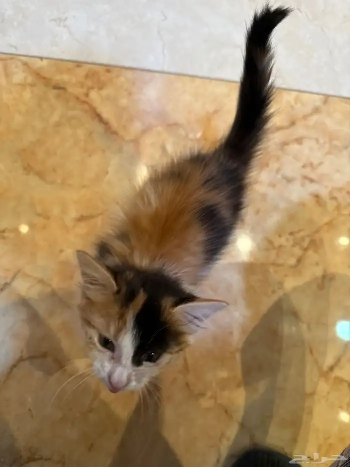 قطوة للتبني 1