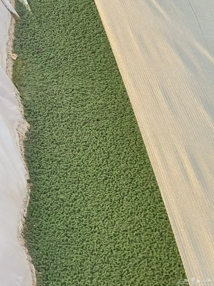 ازولا للبيع نبتة غنيه عن التعريف 0