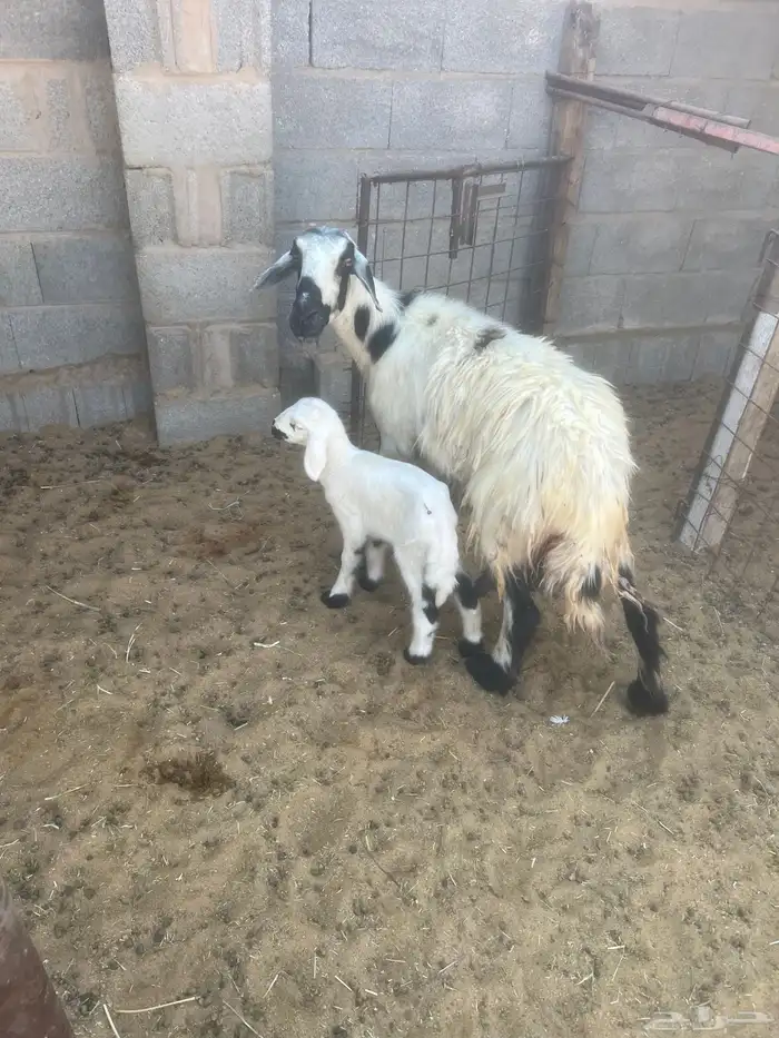 شاه حريه معها رخل 0