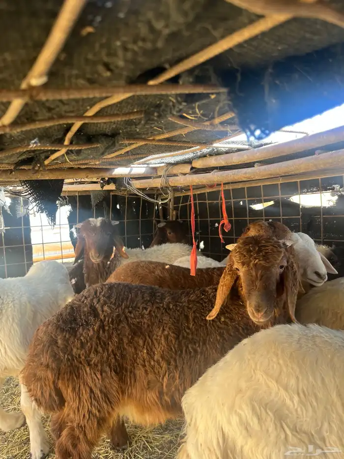 بهم هرفالعدد 15 0