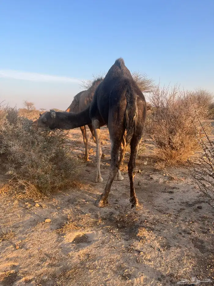 ناقه معشر عشار 2