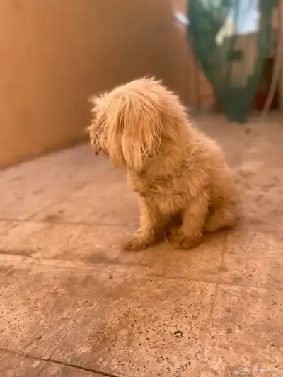 كلب من نوعية مالتيز index