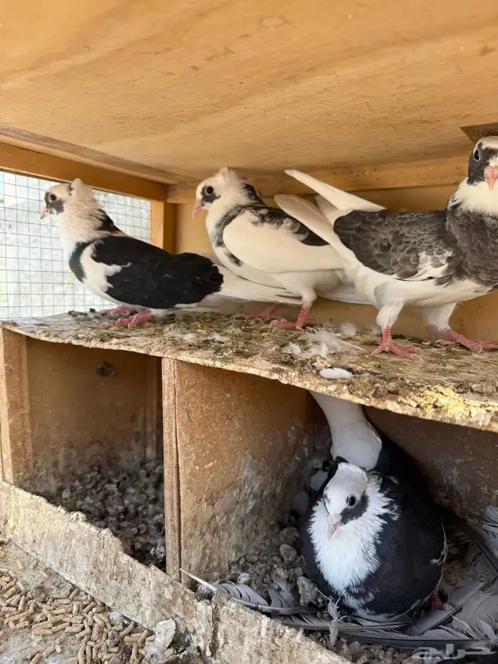 حمام قطايف 0