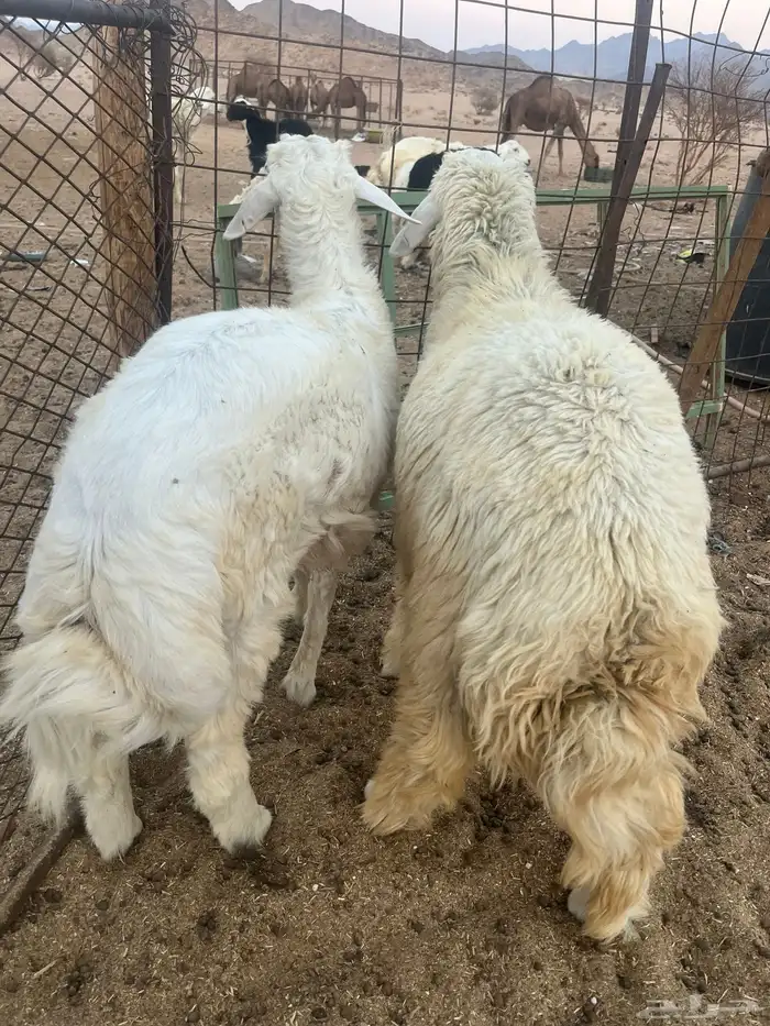 طليان حريه 3