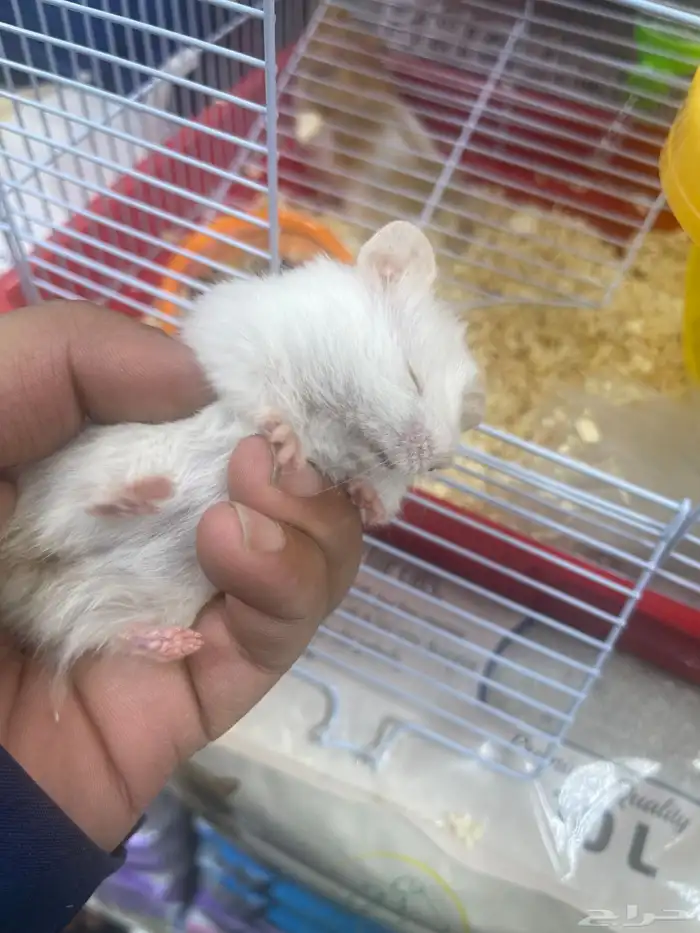 هامستر للبيع 1