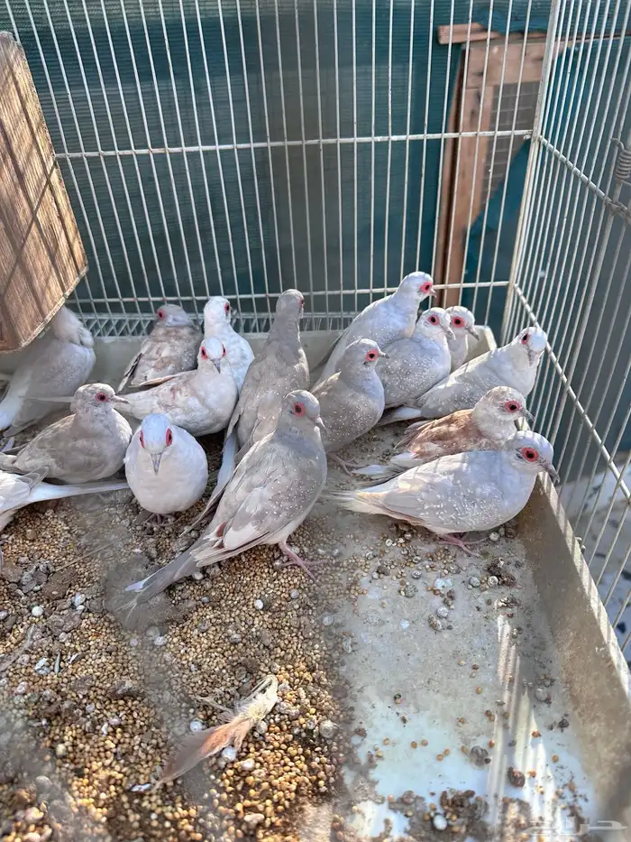 يمام ماسي فواتح 1