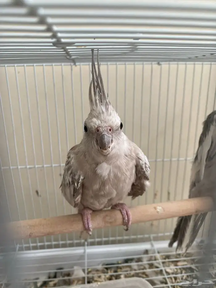 فروخ كروان للبيع 400 0